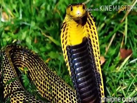 दुनिया के 10 सबसे जहरीले सांप Top 10 Most Venomous Snake In The World