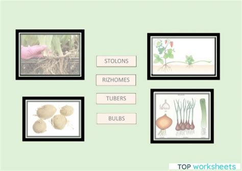 Asexual Reproduction In Plants Interactive Worksheet Topworksheets