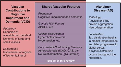 Frontiers | Cholesterol, Atherosclerosis, and APOE in Vascular ...