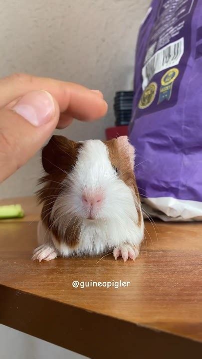 Relaxing Baby Guinea Pig 😌 Guineapig Cavy Guineapigs Guineapigslove