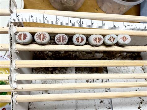 Yahoo オークション リトープス hot lips 点