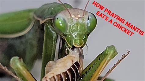 Praying Mantis Feeding Youtube