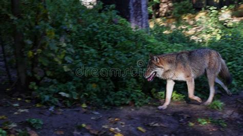 The Wolf Canis Lupus Also Known As The Grey Wolf Or Timber Wolf Is A