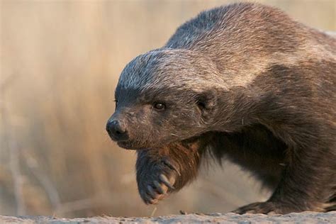 Ratel, honey badger – the bravest animal in the world | DinoAnimals.com