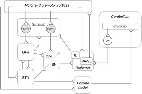 Schematic Diagram Of Cortico Basal Ganglia Thalamocortical Systems And Download Scientific