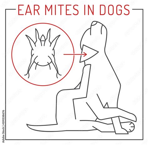 Common external parasites in dogs. Ear mites. Stock Vector | Adobe Stock