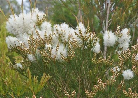 Melaleuca Tea Tree Seeds | Etsy