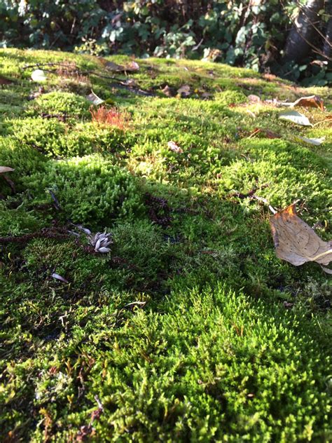 Why Is Moss Bad For Your Roof? - 604 Got Moss