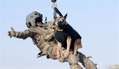 Working Dogs Left Behind In Afghanistan Face Death Or Worse Animal