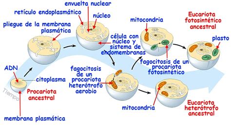 Esquema De Una Celula Eucariota Seonegativo