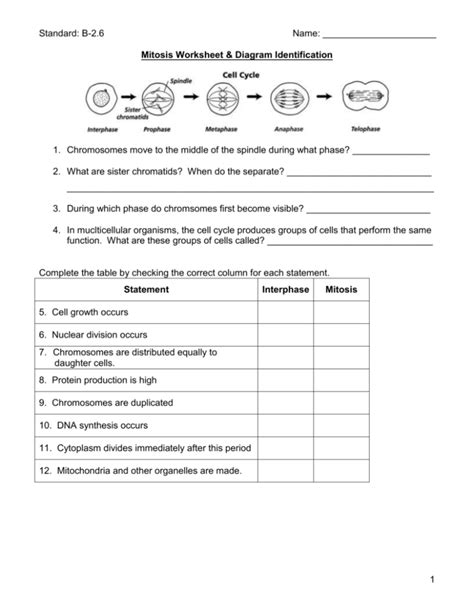 Mitosis Worksheet And Diagram Identification Mitosis Workshe