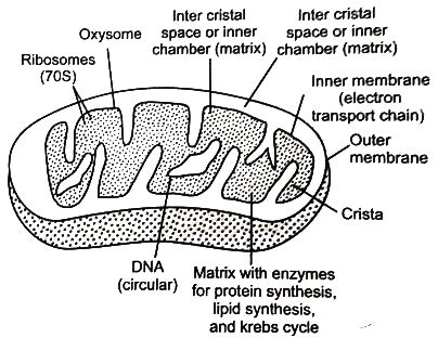 Mitochondria Diagram With Labels