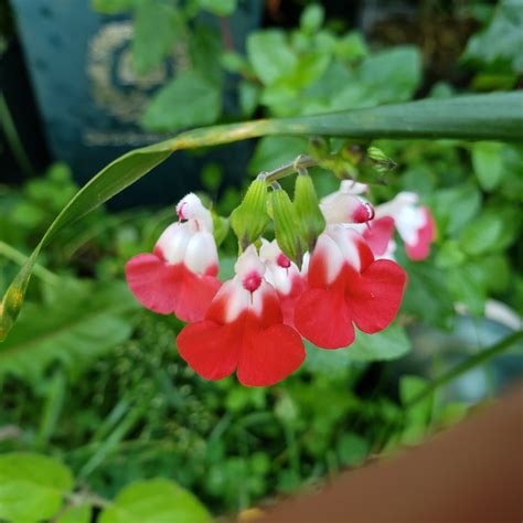 Salvia 'Hot Lips' – The Plant Lodge