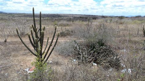 Paisagens Da Para Ba Caatinga Da Borborema Serra Branca Cariri