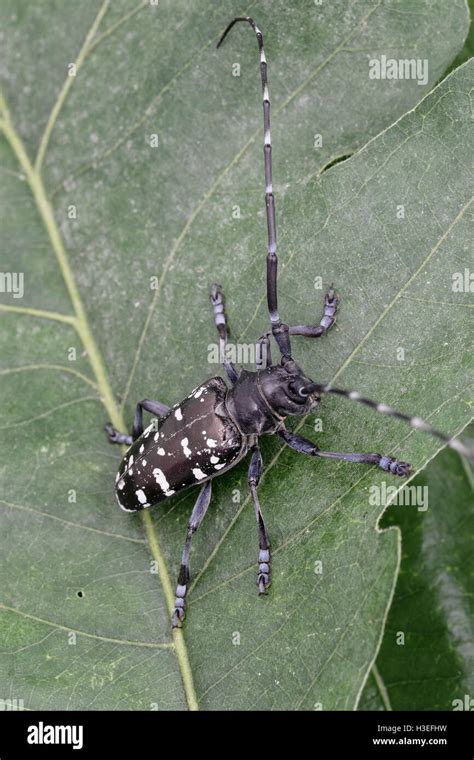 Asian Long Horned Beetle Anoplophora Glabripennis Aka Asian