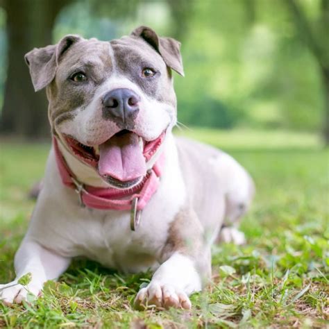 10 mejores razas de perros guardianes y sus características