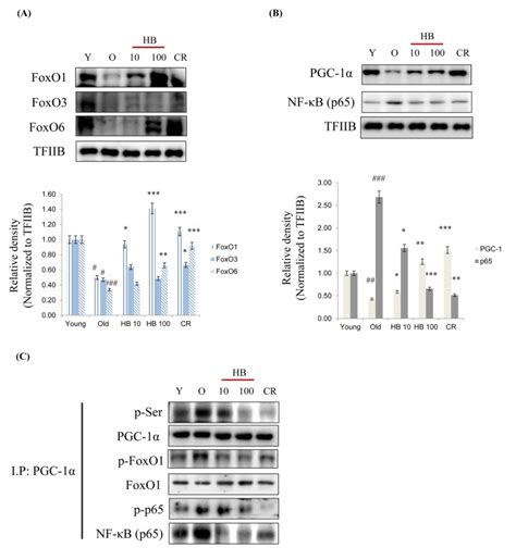 Anti Inflammatory Action Of Hydroxybutyrate Via Modulation Of Pgc