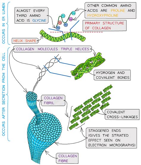 Proteins Biology For Grade 12 Pdf Download