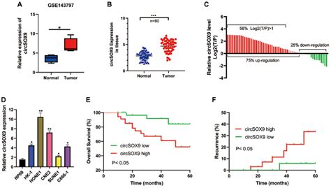 CircSOX9 Is Increased In NPC Cells And Tissues A Bioinformatic