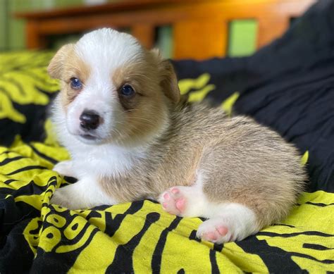 Pembroke Welsh Corgi Puppies For Sale In Hawaii