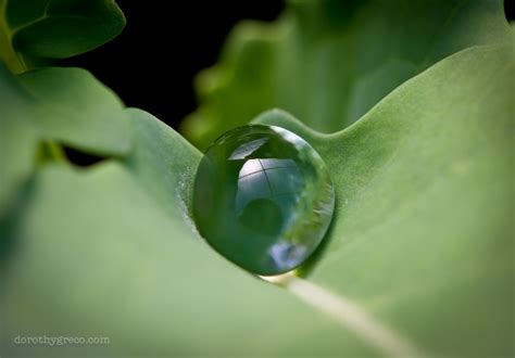 Macro photography of water drops