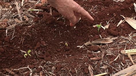 Falta De Chuva Atrasa Plantio De Soja Na Regi O De Londrina Caminhos