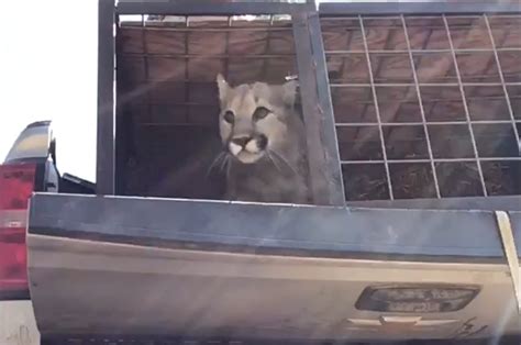 Caught on Camera: Mountain Lion cubs released back into wild after rehab