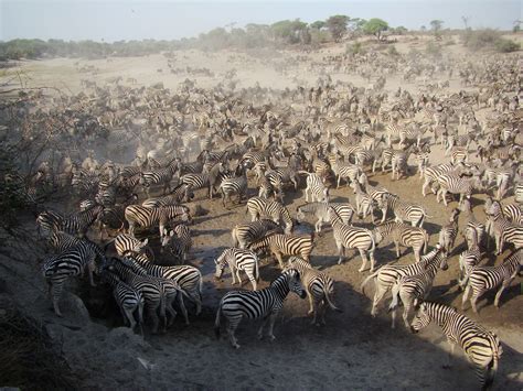 Botswana Zebra Migration – See Africa’s Largest Mammal Migration