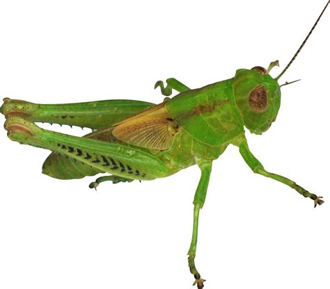 Green Grasshopper PNG Transparent File PNG Play