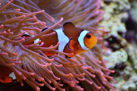 Fascinating Clownfish - A Twist 'Finding Nemo' Overlooked