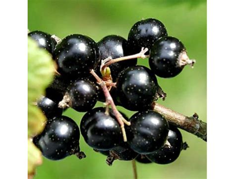 Саженцы Смородины в Москве: Купить, Цена – Интернет-магазин Свой ...