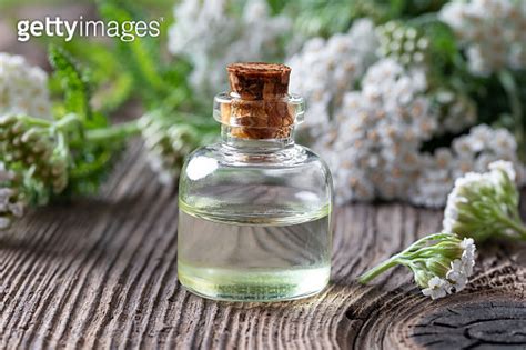 A bottle of yarrow essential oil with fresh blooming yarrow 이미지