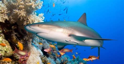 Reef Shark Pictures - AZ Animals