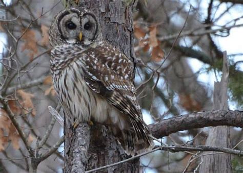 Barred Owl Bwd Magazine