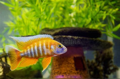 African Cichlid in Aquarium Stock Photo - Image of green, animal: 5529492