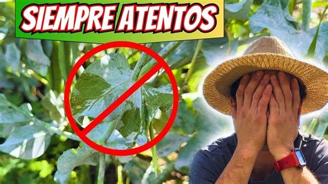 Como Eliminar Hongo Oidio En Nuestros Cultivos Remedios Naturales Youtube