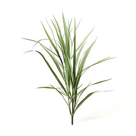 Premium AI Image | Cyperus Squarrosus Sage Green an Awlleaf Flatsedge