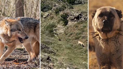 Son Los Lobos Buenos Perros Guardianes