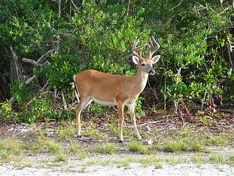 key deer wikipedia