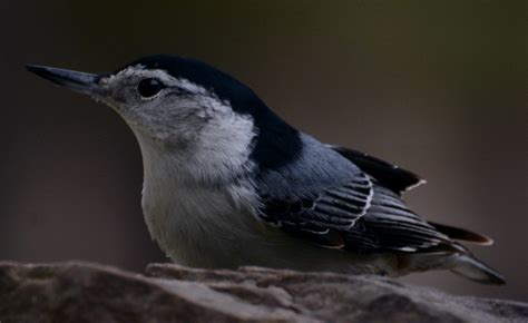 Tapety Natura Dzikiej Przyrody Nikond Ptaki Karmnik Dla