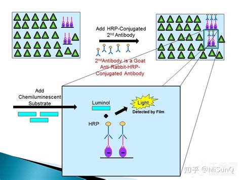 Western Blotting实验详细流程（一） 知乎