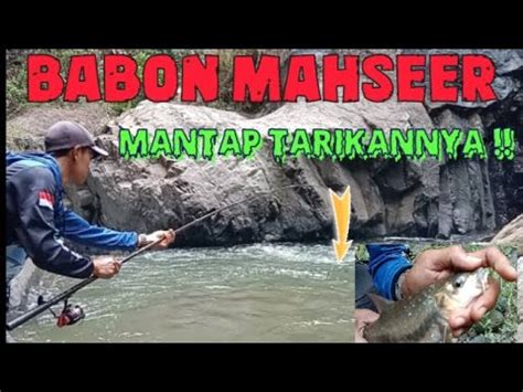 Sampe Nyebur Ke Sungai Gara Babon Ikan Dewa Mancing Mahseer Dewa