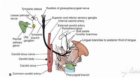 Glossopharyngeal Course Youtube