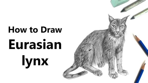 How To Draw A Eurasian Lynx With Pencils Time Lapse Youtube