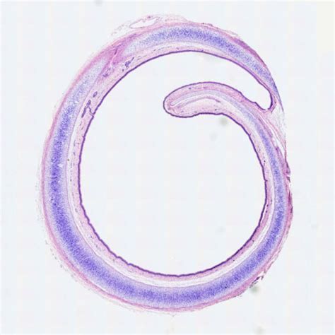 1pcs Pseudostratified ciliated columnar epithelium, trachea cross ...