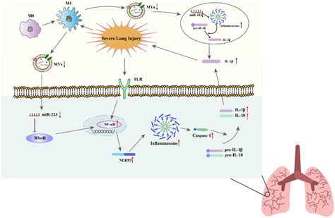 Frontiers Mir A Key Regulator Of Pulmonary Inflammation