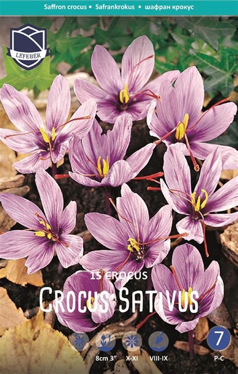 Купить крокус сативус (шафран) (crocus sativus), 15 шт (разбор 9/10) по ...