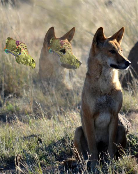 Dingo skull resistant to change from cross breeding with dogs, research ...