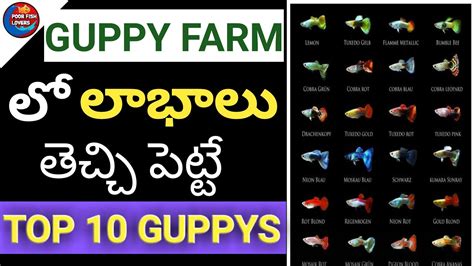 Top 10 Guppys Names And Cost Guppy Fish In Telugu Top 10 Guppy