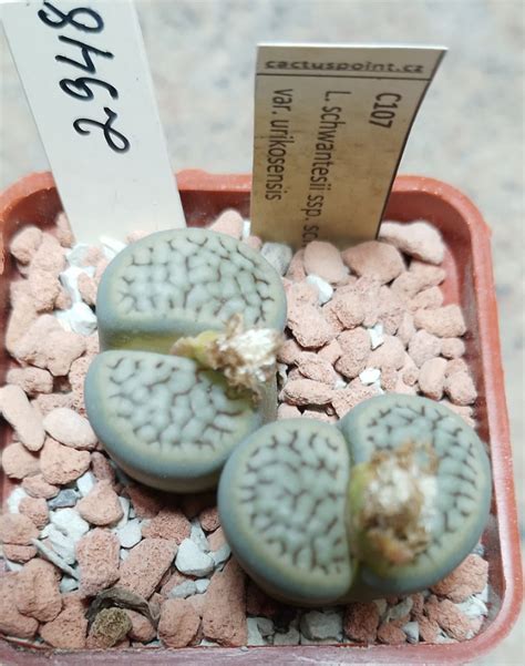 2948 Lithops Schwantesii V Urikosensis C107 Cactus Shop